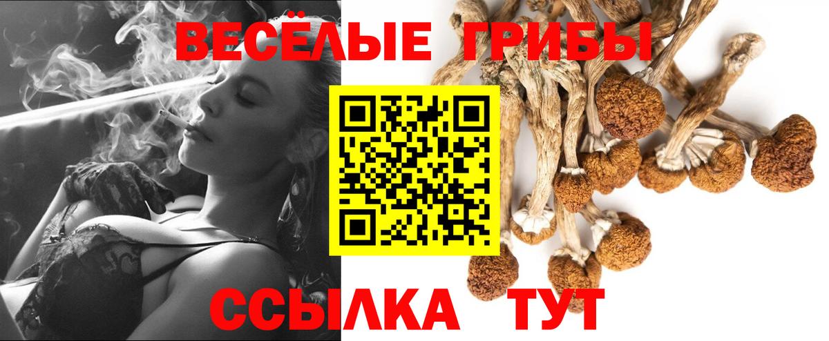 Курчалой  Галлюциногенные грибы Psilocybine cubensis  Вход с VPN  цены   Галлюциногенные грибы мицелий 